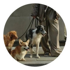 Pasear / Pasear al perro